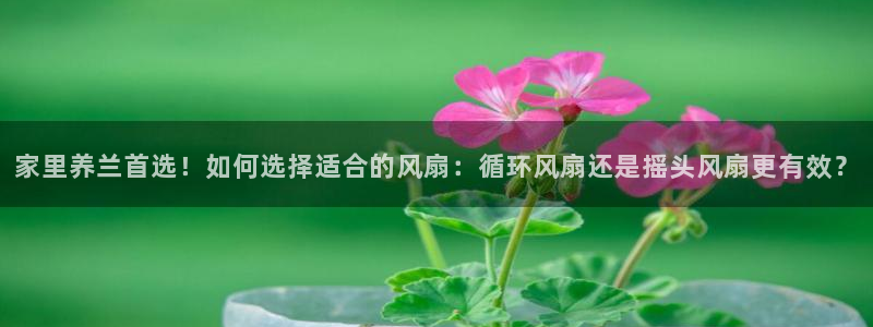 凯发平台风采：家里养兰首选！如何选择适合的风扇：循环风扇还是摇头风扇更有效？