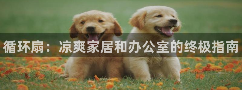 凯发国际真人：循环扇：凉爽家居和办公室的终极指南