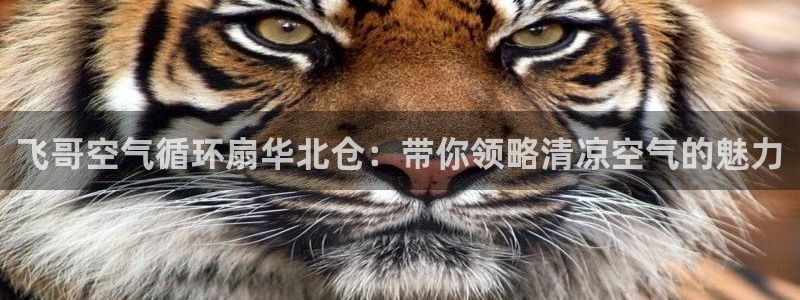 凯发官网|认准kpm：飞哥空气循环扇华北仓：带你领略清凉空气的魅力