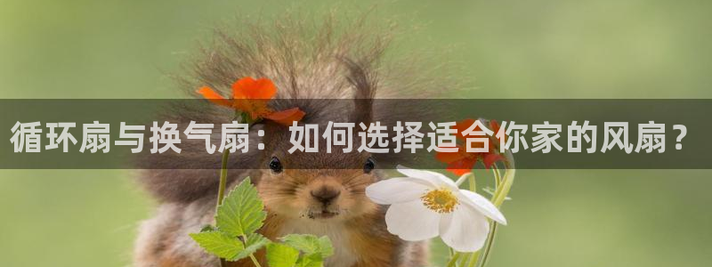 凯发官网地址：循环扇与换气扇：如何选择适合你家的风扇？